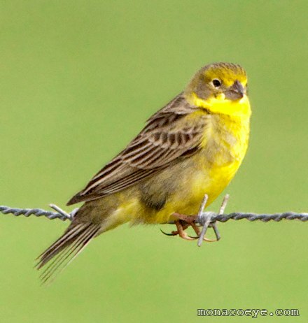 Misto Yellow Finch - Sicalis luteiventris